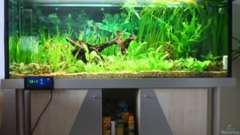 Dschungeltraum  von Dietmar Weinauge (1)