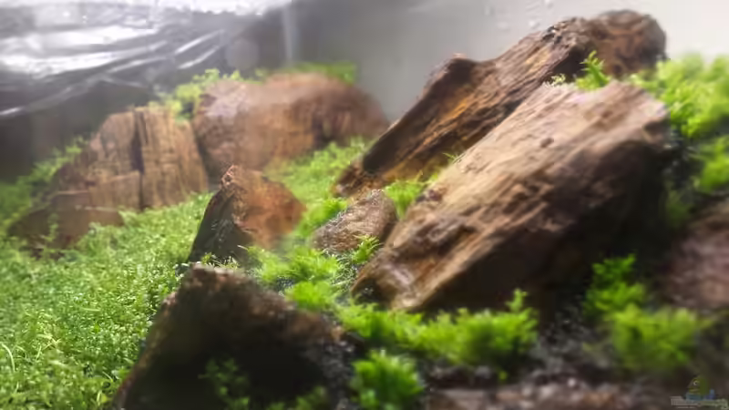 DSM 4 Wochen von hondatec (5)