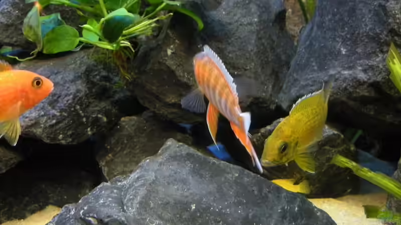 du kannst mich mal......... von Peterfish (15)