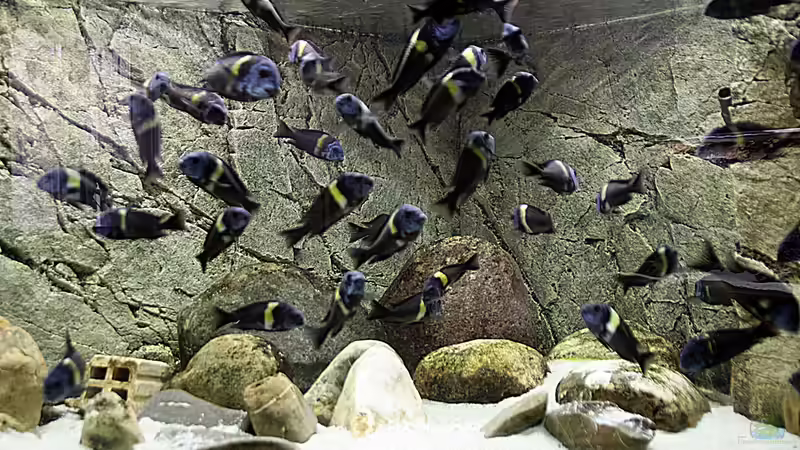 Dubi Treiben von Maclya (7)