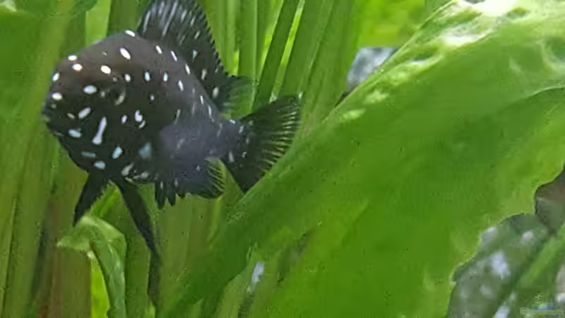 Dubiosi Maswa von da Dida (13)