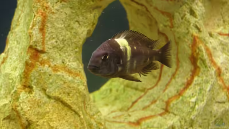 Duboisi Mädel von Markus Wittmann (6)