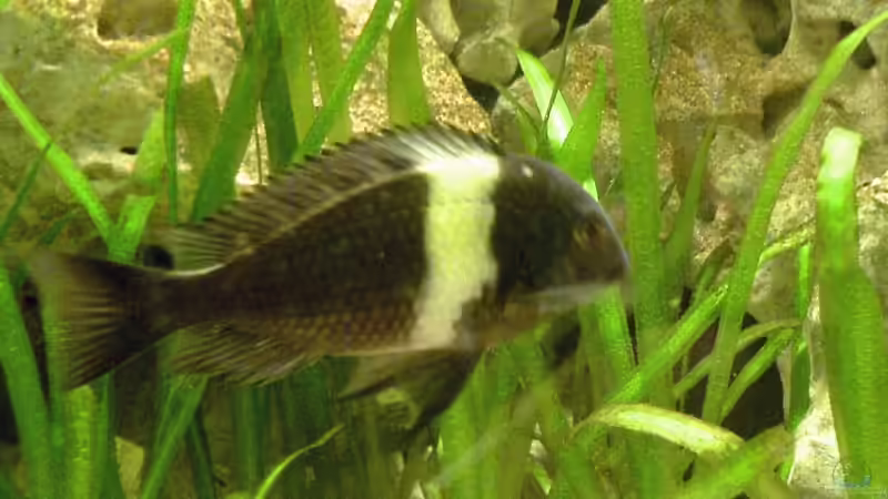 Duboisi maswa F1 gerade umgefärbt(noch weiße Binde) von Ralf Heinrich (8)