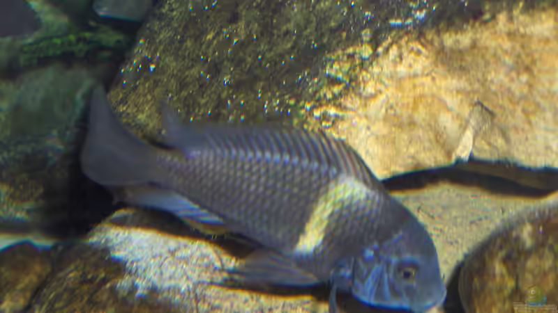 Duboisi Maswa schon etwas ´älter´ von Justus (22)