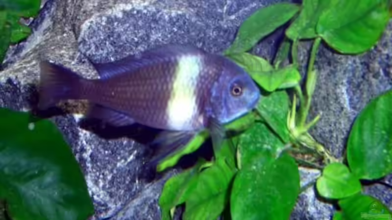 Duboisi Maswa von Sandro Di Giandomenico (17)