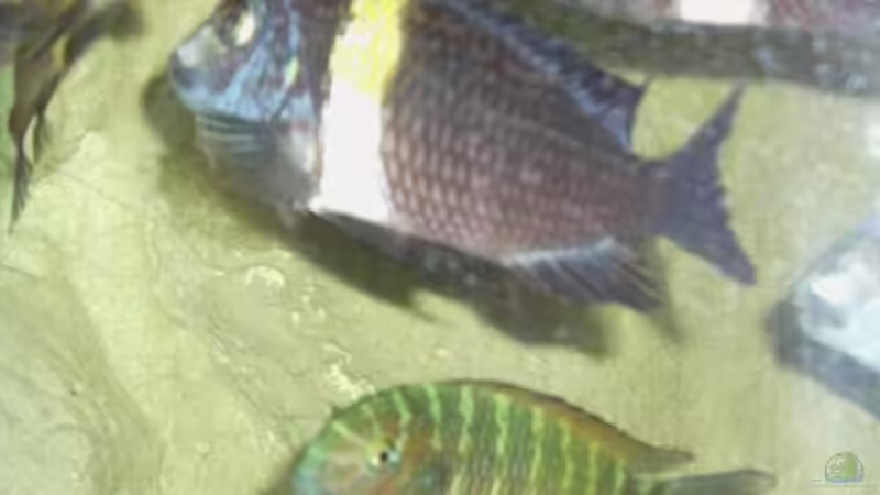 Duboisi und Ilangi von Christian Jung (12)