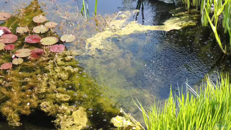 Dünger in Teich und Garten richtig verwenden