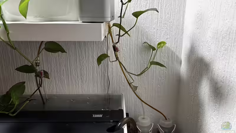 Düngesystem von Thilo (26)