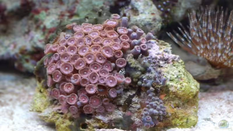 dürfte auch Zoanthus sp sein, rechts das wüten der Schnecke von FrischFisch (16)
