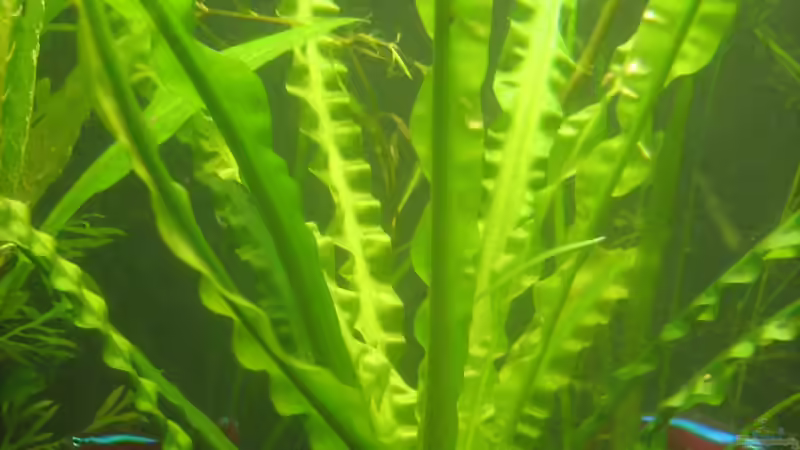 dürfte eine Aponogeton crispus sein oder? von chrisi01 (4)