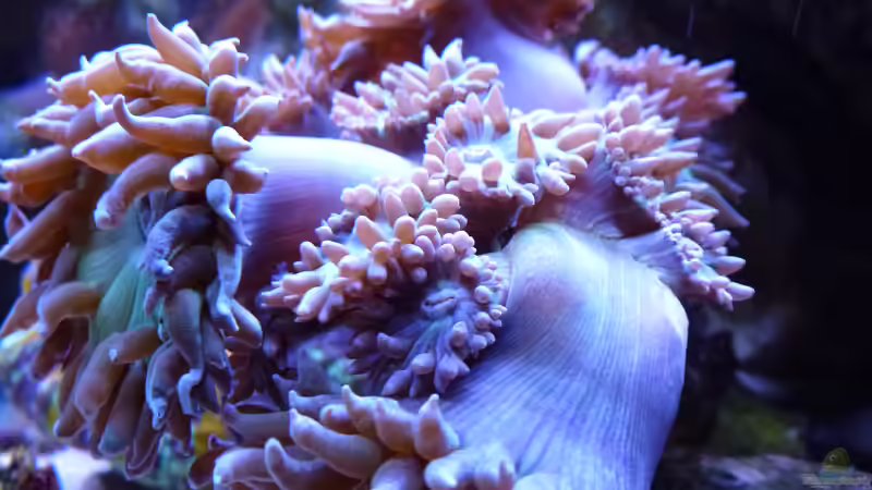 Duncan - hat viele neue Polypen gebildet/Juni 2015 von Summse (37)