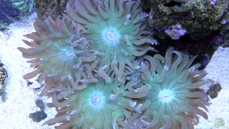 Duncan von oben 04.07.2015 von Summse (38)