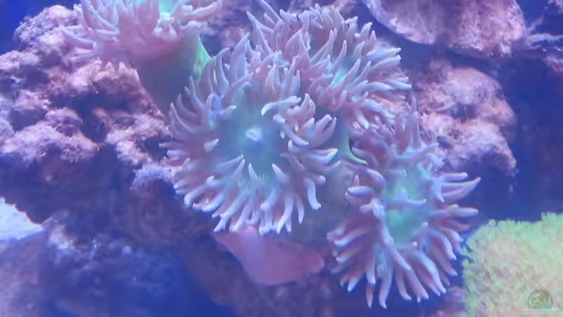 Duncanopsammia axifuga - Bartkoralle von David F. (21)