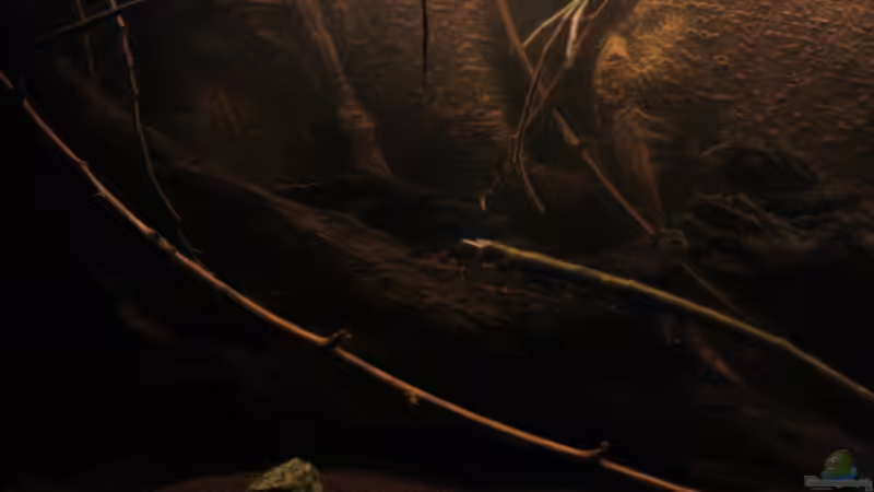 Dunkelbrauner Bodengrund mit ??sten,Zweigen und Laub von Florian Bandhauer (36)