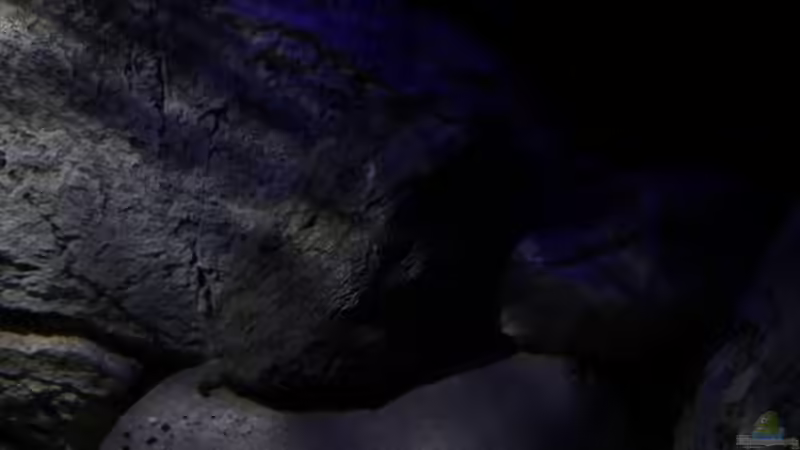 Dunkelzonen als Rückzugsmöglichkeit von The Pictus catfish (7)
