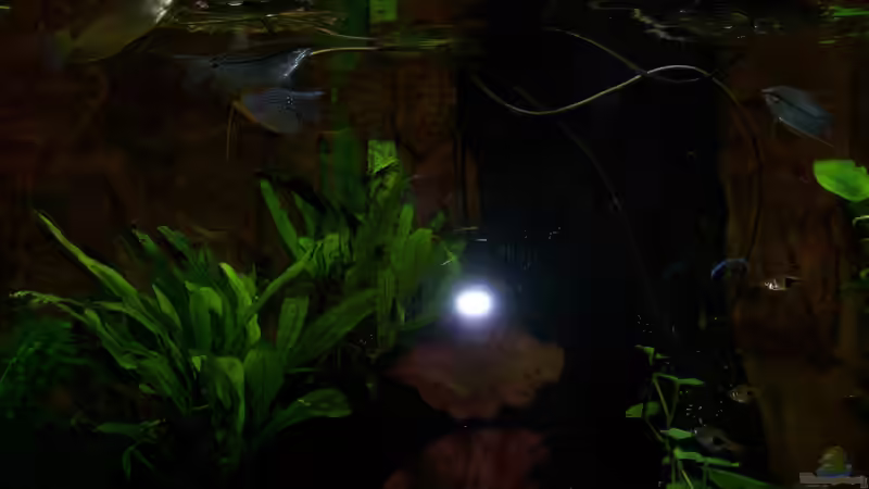 dunkle Stimmung 12.02.2015 von Schratze (59)