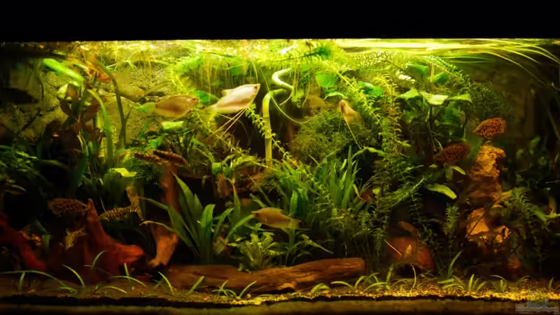 Dunklerer Boden mit schwarzen Sand von Der Buschfisch (3)