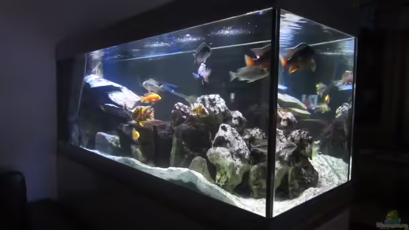 Dunzis Malawibecken von Dunzi (1)