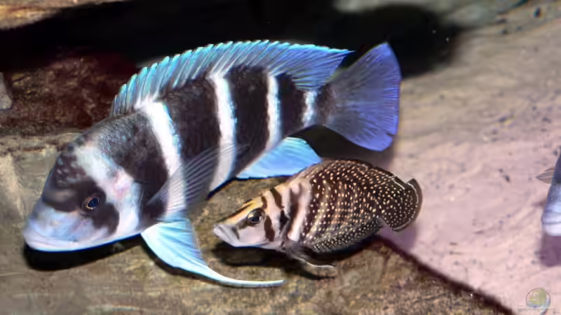 Duo Infernale von Baeltes (14)