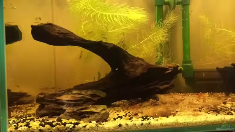 Durch die 32cm Tiefe kommt das Becken gut zur Geltung... von Helga Kury (8)