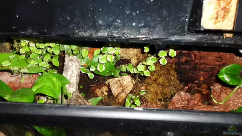 Durch die Klappe von Nils Müller (2)