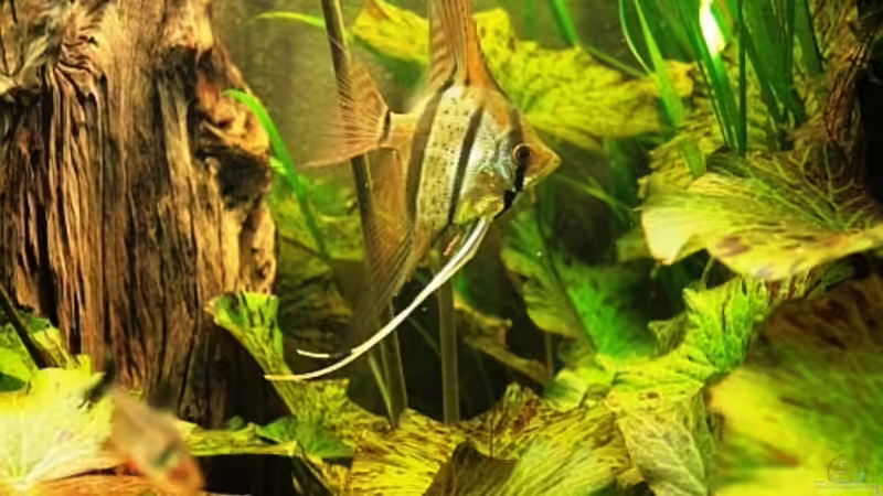 Durch die Längsstreifen eine gute Tarnung... von Grobi (38)