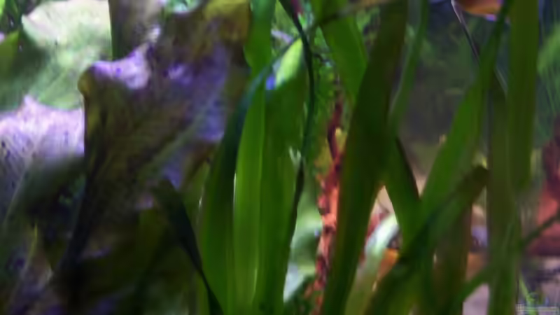 durch die linke Seitenscheibe 16.02.2015 von Schratze (47)