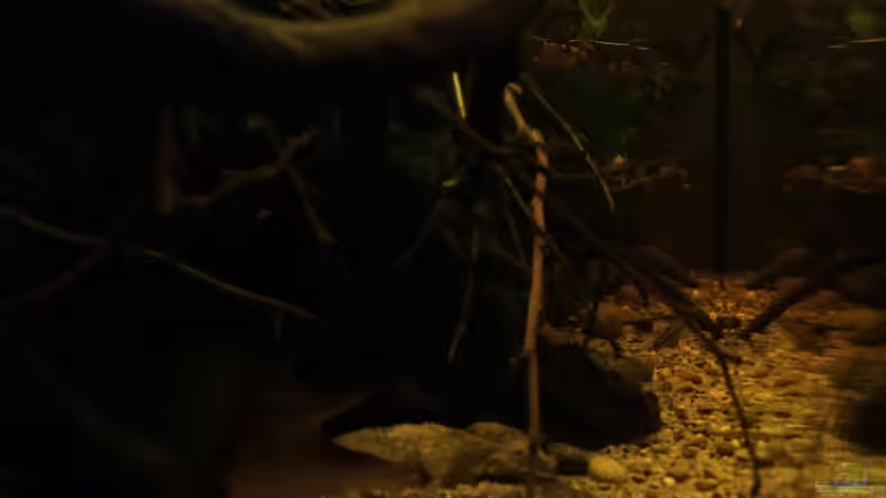 durch die linke Seitenscheibe von die Perle... (8)