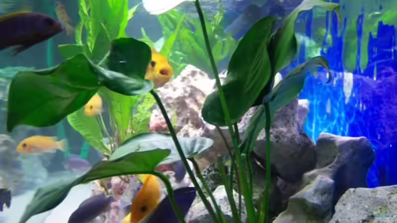 Durch die seitenscheibe  von 47 Malawi (4)