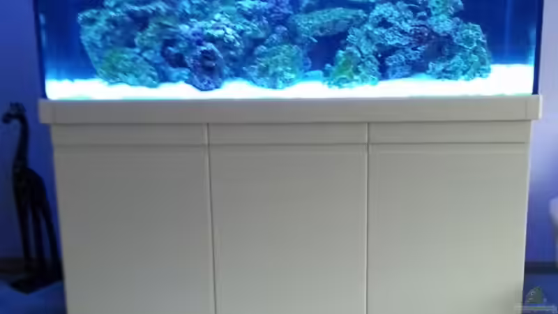 Durch Kohle, Zeolit und am wichtigsten eine UV Lampe sind die grünalgen verschwunden von urbi (75)