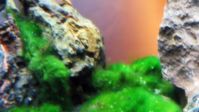 Durch nebenstehende Lampe zufällig entstandener Sonnenuntergang in den Bergen von Supernova (21)