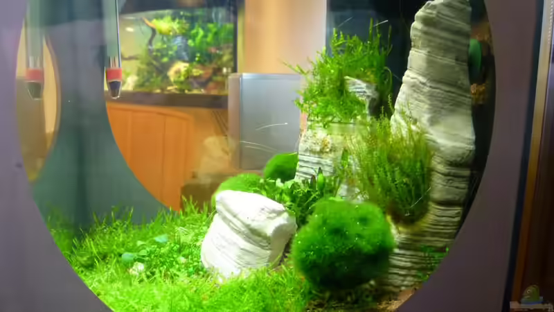 Durchblick auf anderes Aquarium von tanja4 (6)