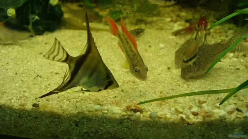 Durcheinander... von KaSa (26)