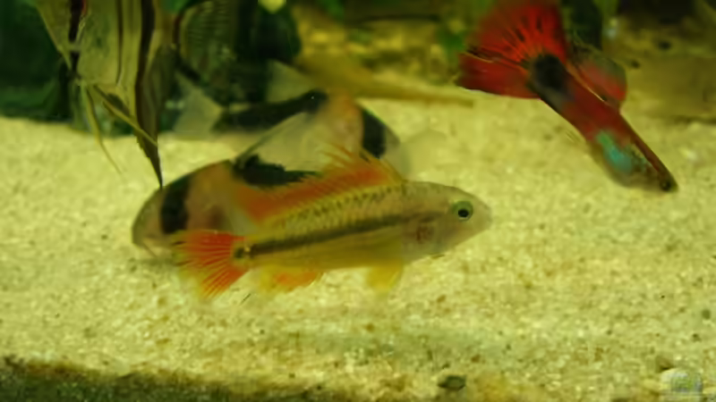 Durcheinander... von KaSa (27)