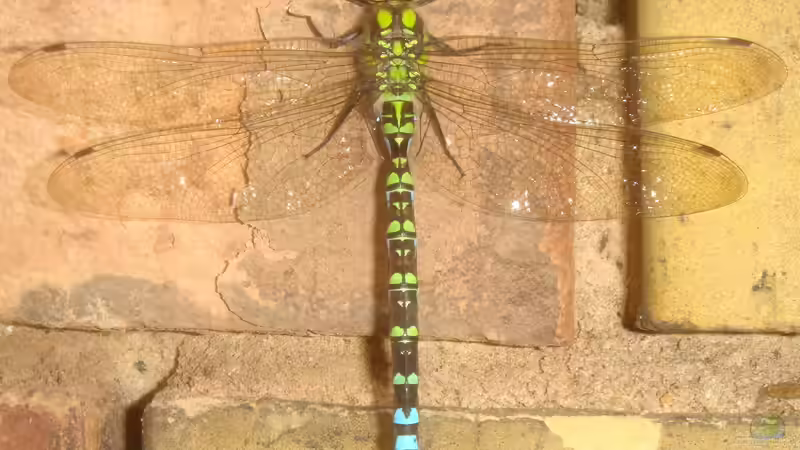 durchgefärbte Blaugrüne Mosaikjungfer von Goldfisch (26)