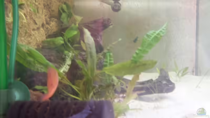 Durchs aufzuchtbecken Fotografirt von Benjamin Sälzer (2)