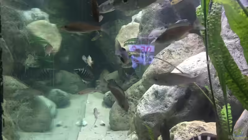 Durchsicht von der Seite von Crenii (5)