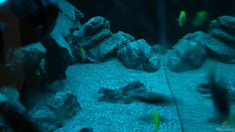 Durchsicht von links von Frank Wollenburg (11)