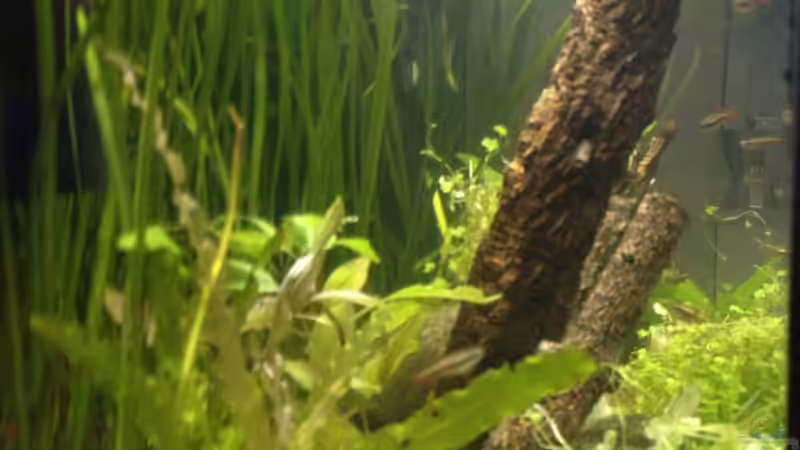 Durchsicht von links von schmitzkatze (3)