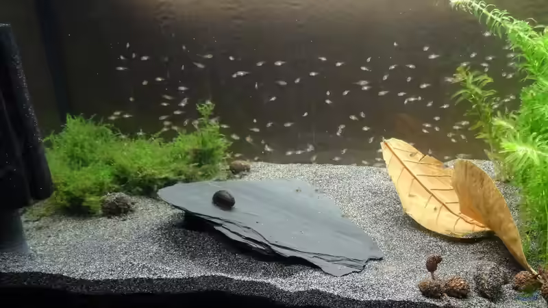 Durchzählen......... 1,2,3,4........172 die grössten sind knapp 1 cm Lang von coachdriver_uwe (72)