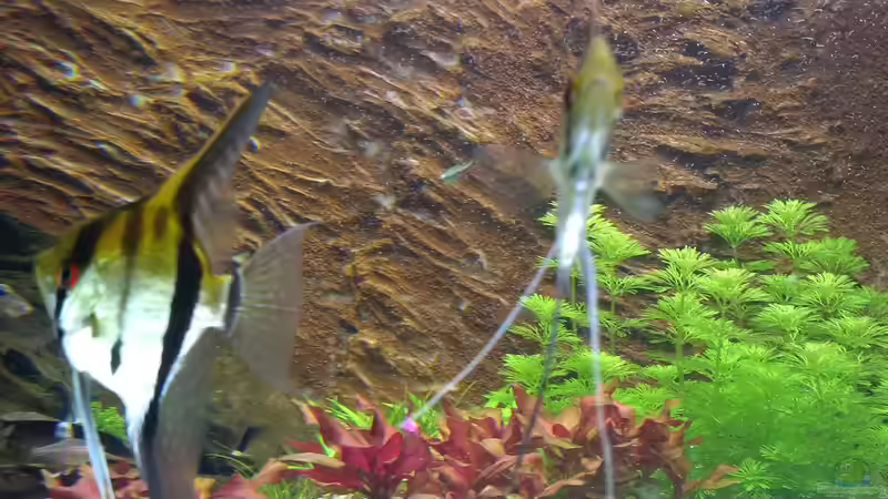 Durex und Mirena freuen sich die Schuppen ab :) von Sanyarhu (14)