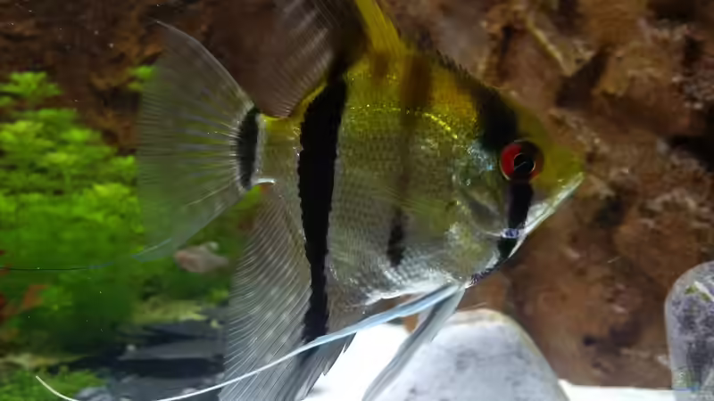 Durex von Sanyarhu (16)