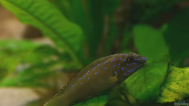 Anubias im Aquarium pflegen (Einrichtungsbeispiele mit Speerblatt)
