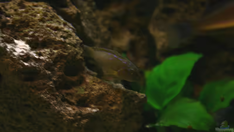 E. cyanostictus weibchen zw. den Steinen. Hier musste ich leider ziemlich die Helligkeit von MaWin (8)