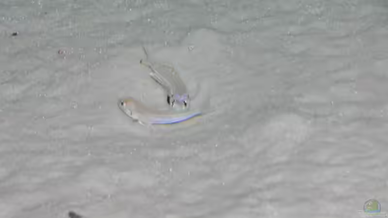 E. melanogenys 9/06 von Dominic Labella (10)