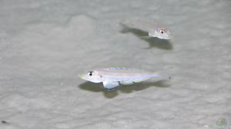 E. melanogenys 9/06 von Dominic Labella (9)