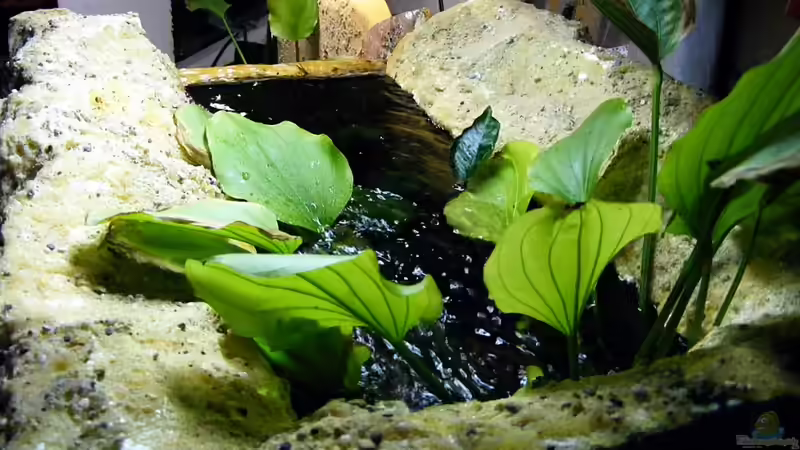 E. palaefolius/ Sicht mit Richtung Flußlauf von Falk (15)