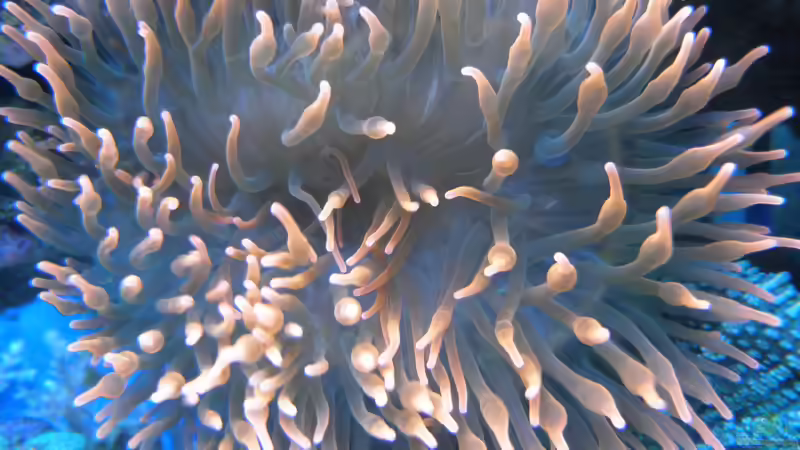 E. quadricolor von Seewasserpanscher (44)