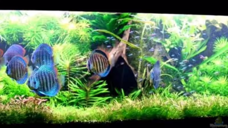 E. tenellus als Vordergrundpflanze von @mazonas (5)