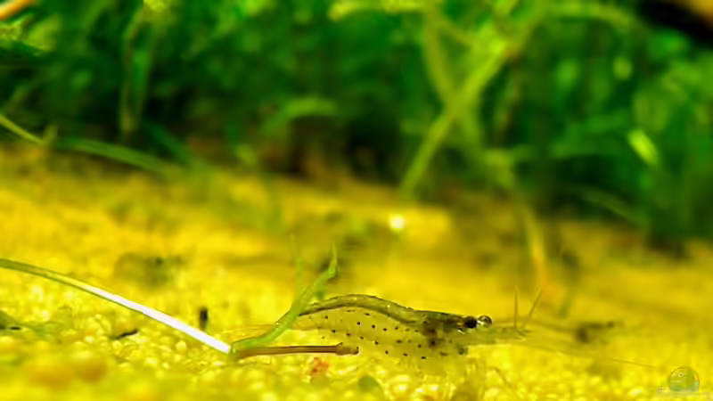 e. tenellus und Amano Garnele von jobreuer (7)